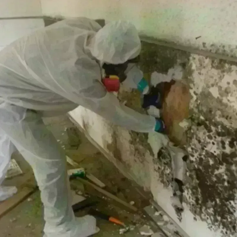 Mold Remediation and Removal in Los Lunas, NM